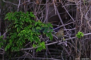 Pouillot Phylloscopus sp-Safaga Menaville-0m-20171124-Denis-ADER-DSC_3937_tn